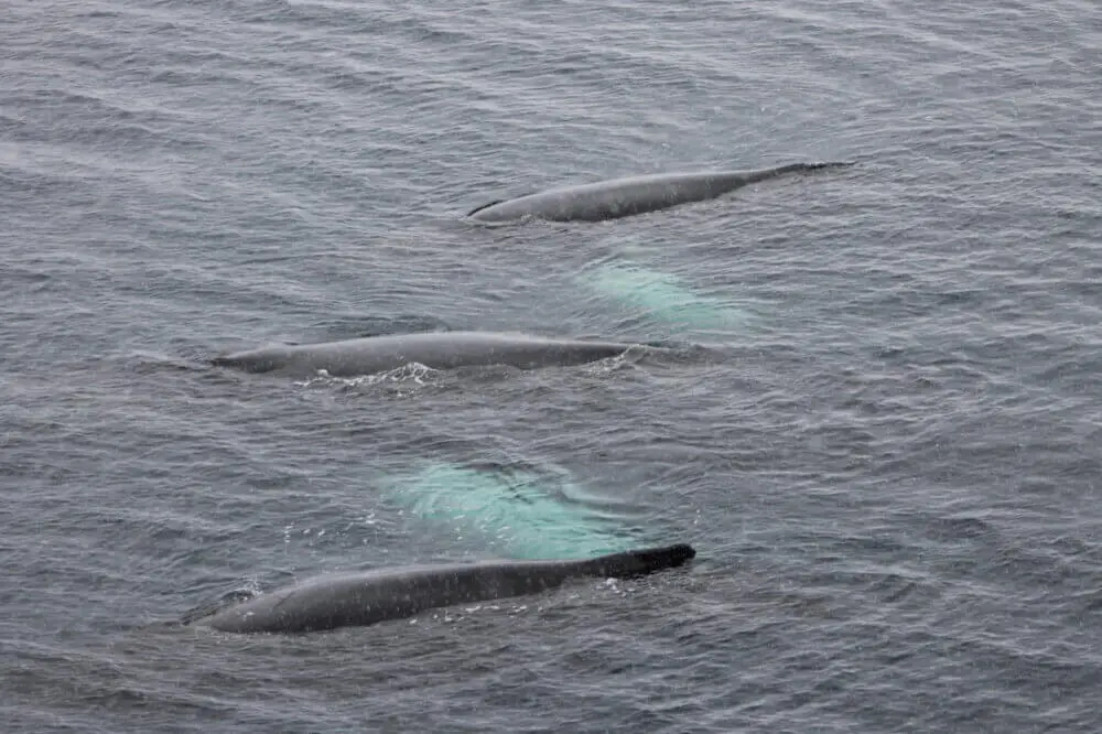 南極海を群れで泳ぐ3頭のクジラを上から見た様子