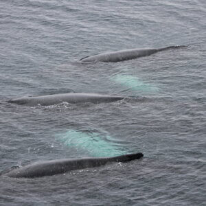 南極クルーズ船｜南極・南極上陸クルーズ旅行＠ブループラネットツアー