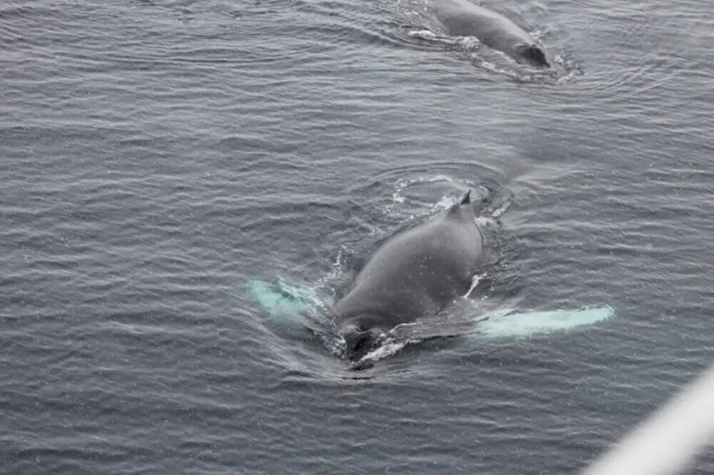 南極海の水面近くで旋回するクジラの姿