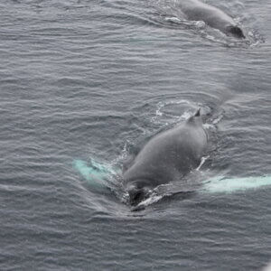 南極クルーズ船｜南極・南極上陸クルーズ旅行＠ブループラネットツアー