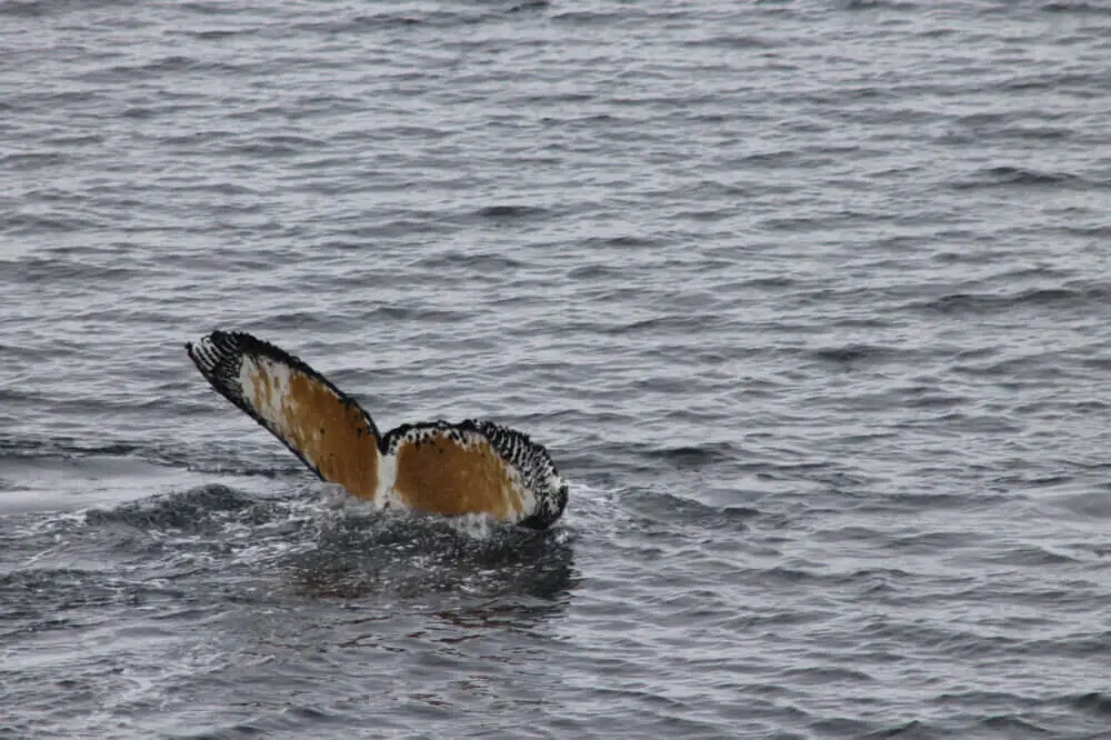 南極海に沈みゆくクジラの尾の裏側。