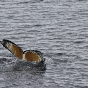 南極クルーズ船｜南極・南極上陸クルーズ旅行＠ブループラネットツアー