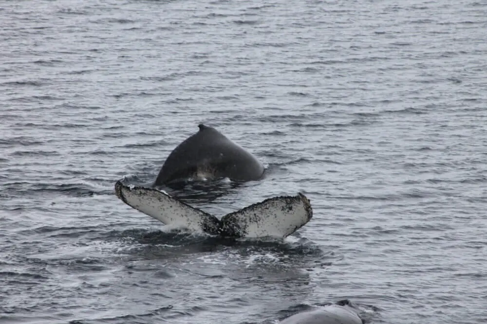 南極海で水面に浮かび上がるクジラの尾と背中。