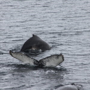 南極クルーズ船｜南極・南極上陸クルーズ旅行＠ブループラネットツアー