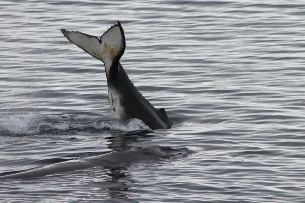 南極の海中に潜っていくクジラと水面の背中。