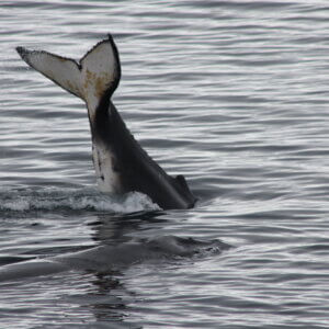 南極クルーズ船｜南極・南極上陸クルーズ旅行＠ブループラネットツアー