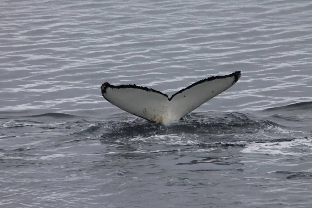 南極の海から姿を現すクジラの白い尾びれ。