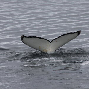 南極クルーズ船｜南極・南極上陸クルーズ旅行＠ブループラネットツアー
