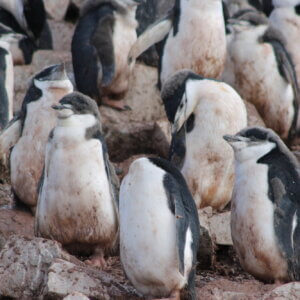 南極クルーズ船|南極・南極上陸クルーズ旅行@ブループラネットツアー