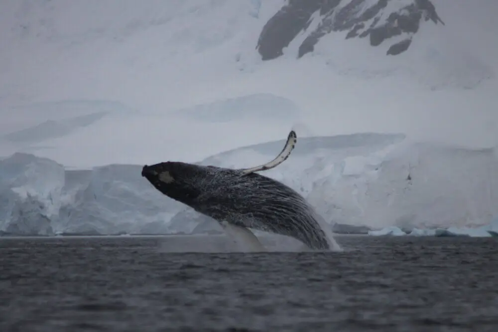ザトウクジラが体を大きく反らせ、南極の海へ力強く舞い上がる瞬間。