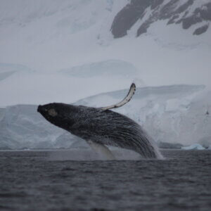 南極大陸の大自然！クジラとの出会いは迫力満点