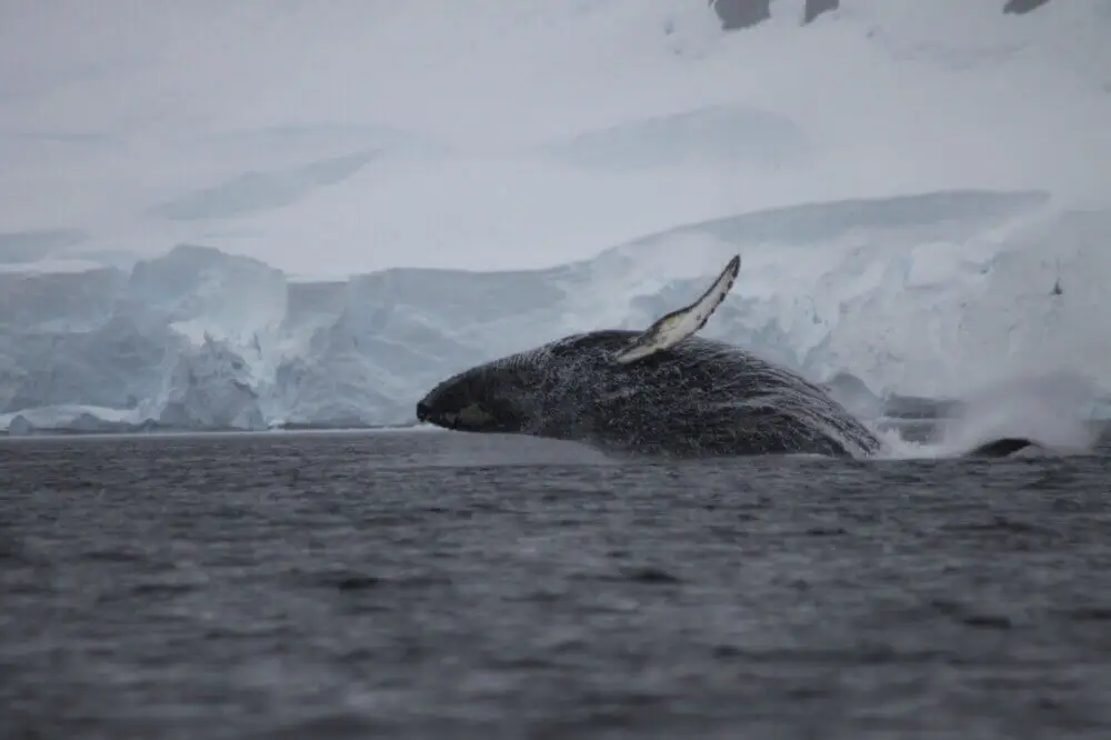 南極の海面に巨体を躍らせるザトウクジラと、その大きな水しぶき。