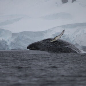 南極クルーズ船｜南極・南極上陸クルーズ旅行＠ブループラネットツアー