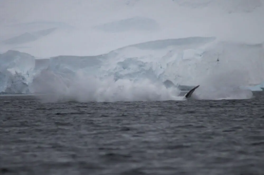 南極の海面にザトウクジラのブリーチングによる巨大な水しぶきが広がる。