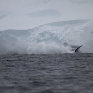 南極クルーズ船｜南極・南極上陸クルーズ旅行＠ブループラネットツアー