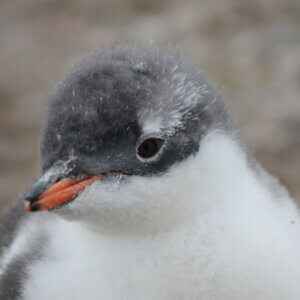 南極クルーズ船|南極・南極上陸クルーズ旅行@ブループラネットツアー