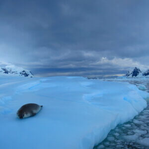 南極クルーズ船|南極・南極上陸クルーズ旅行@ブループラネットツアー