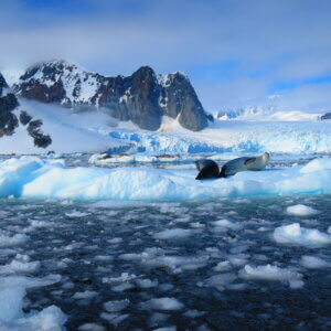 南極クルーズ船|南極・南極上陸クルーズ旅行@ブループラネットツアー