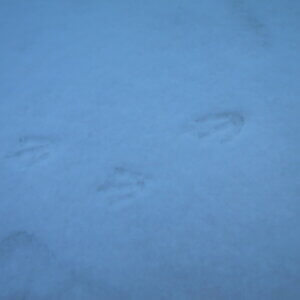 南極クルーズ船|南極・南極上陸クルーズ旅行@ブループラネットツアー