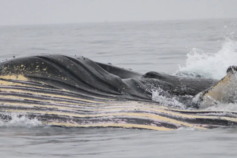 水面に広がるザトウクジラの大きな体と喉の畝。