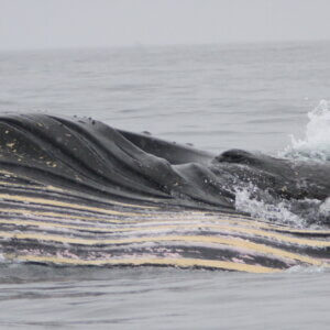 南極クルーズ船｜南極・南極上陸クルーズ旅行＠ブループラネットツアー