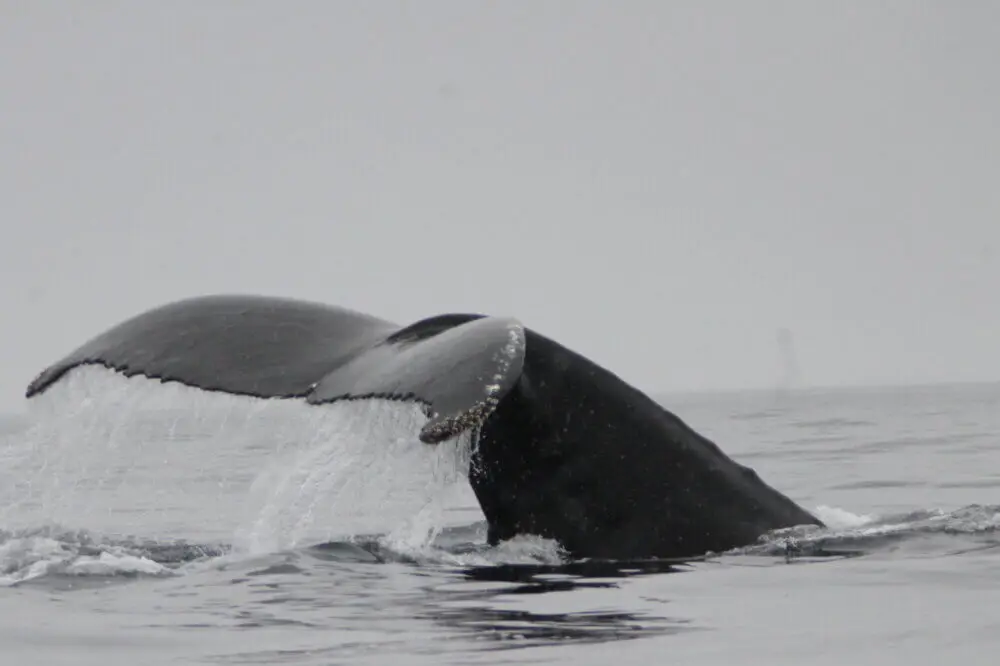 南極海にダイナミックに潜るザトウクジラの尾びれ。