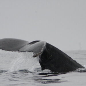 南極クルーズ船｜南極・南極上陸クルーズ旅行＠ブループラネットツアー