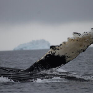 南極クルーズ船｜南極・南極上陸クルーズ旅行＠ブループラネットツアー