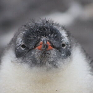 ペンギン|ゼンツーペンギン|南極上陸|南極クルーズ船|南極・南極上陸クルーズ旅行@ブループラネットツアー