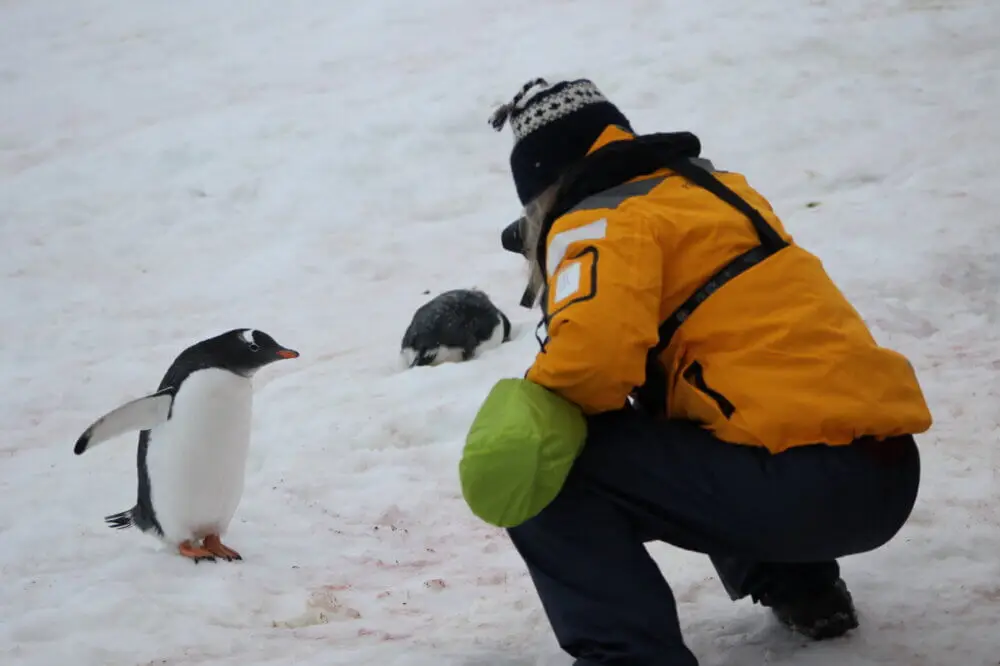 雪原でかがみこむ人とゼンツーペンギンが向かい合う様子