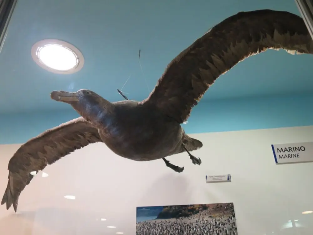 博物館に展示された翼を広げる大型の海鳥の剥製。