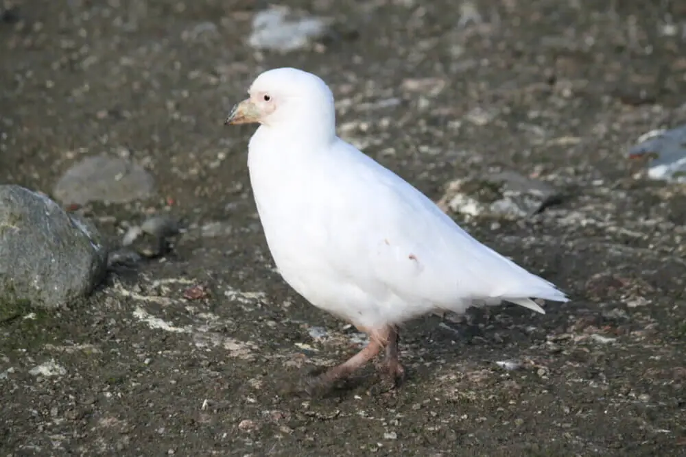 地面に立つ白いサヤハシチドリ