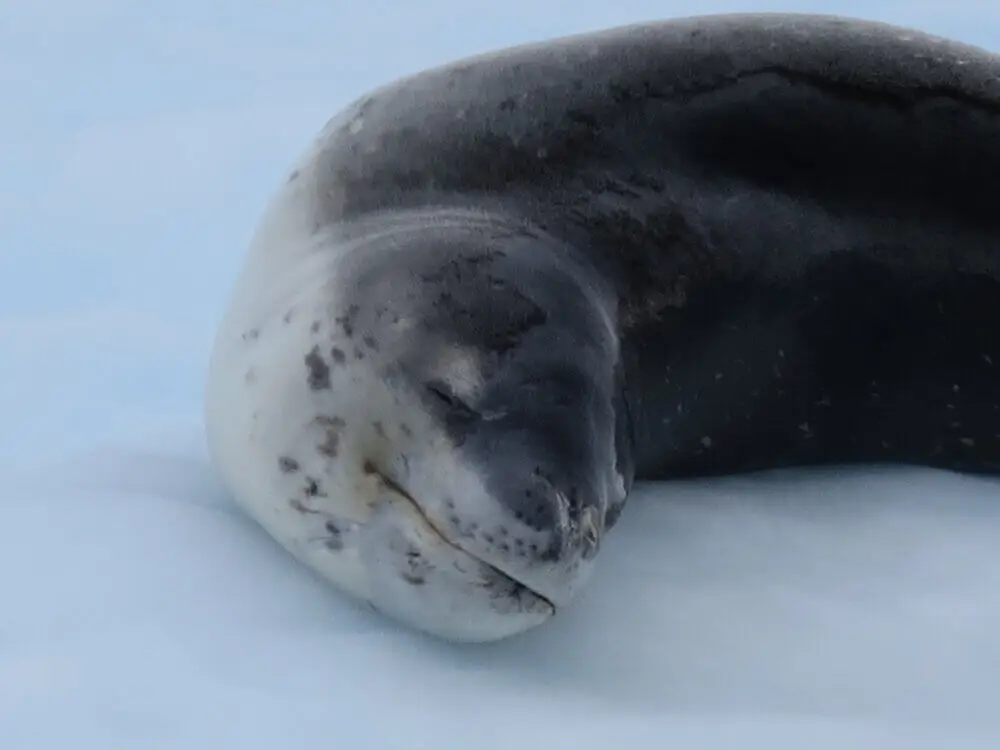ヒョウアザラシが氷上で静かに休んでいる姿
