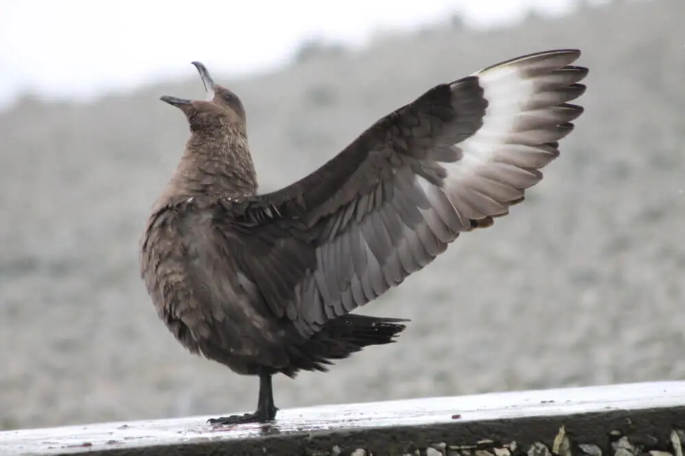 翼を広げ鳴くトウゾクカモメ