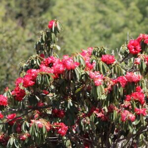 エベレスト街道で見られる主な植物｜とくに見ておきたいのはラリーグラス