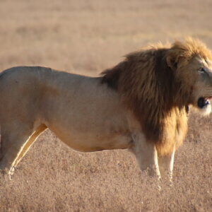 野生の王国は地球を旅する決定版だった！ケニア＆タンザニア大冒険