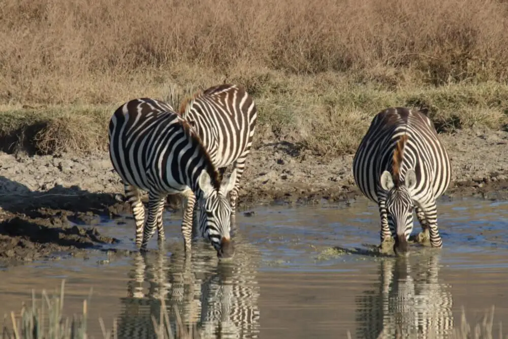 ンゴロンゴロン自然保護区の水辺で水を飲む3頭のシマウマ。