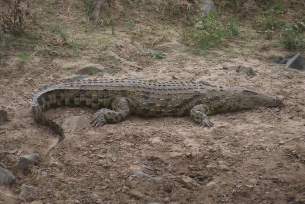 マサイマラ国立公園のマラ河畔で横たわる巨大なナイルワニ。