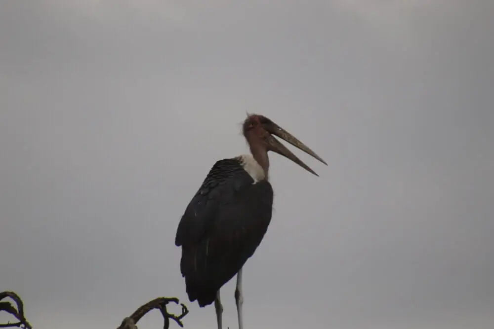 曇り空を背景に木の枝に立つアフリカハゲコウ。
