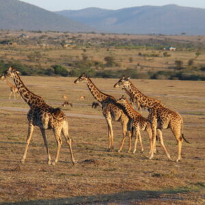 ケニアで野生動物を楽しもう！ケニアのサバンナで魅力のサファリスポット紹介