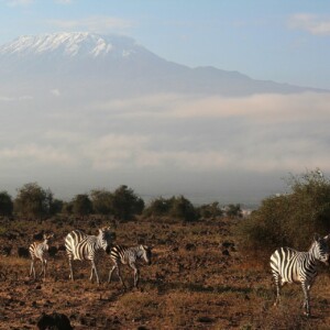 タンザニアの有名な世界遺産・国立公園は？おすすめの観光スポットを紹介