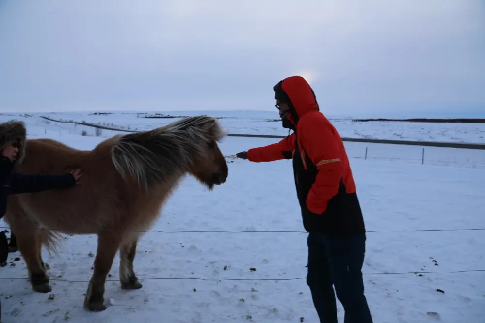 雪原で人に触れられる、たてがみの豊かなアイスランド馬。