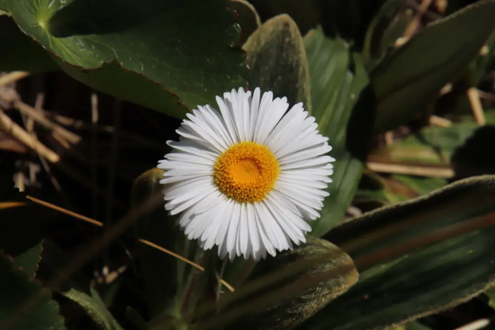 緑の葉に囲まれた白く黄色い中心のデイジーの花
