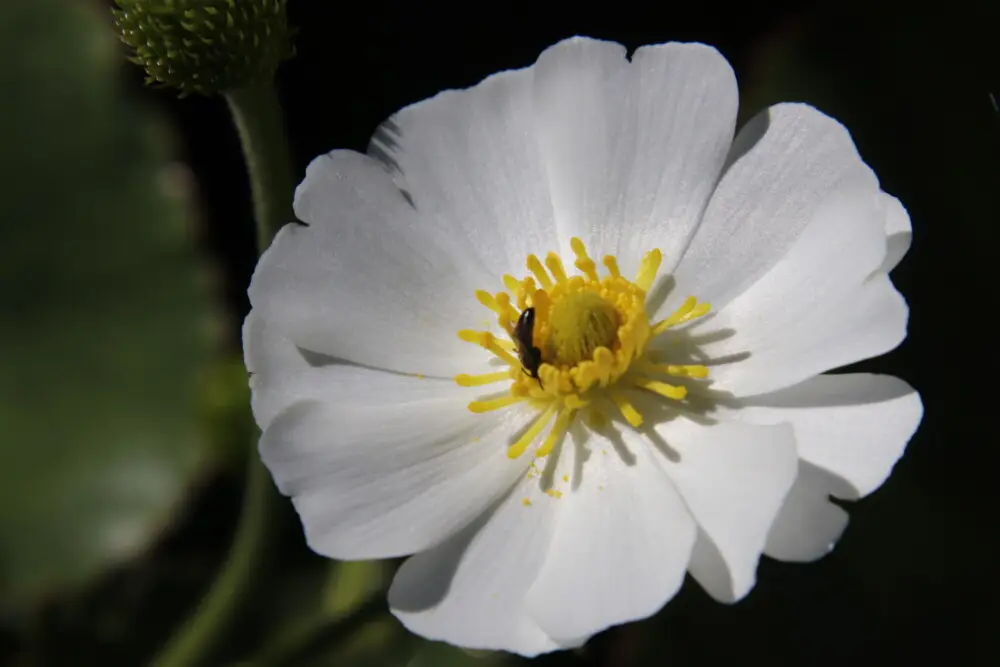 小さな虫が止まる白い花びらと黄色いしべのマウントクックリリー