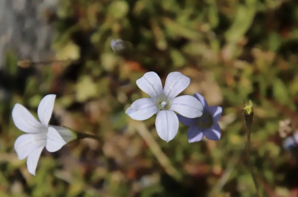 淡い青紫色の小さなニュージーランドブルーベルの花