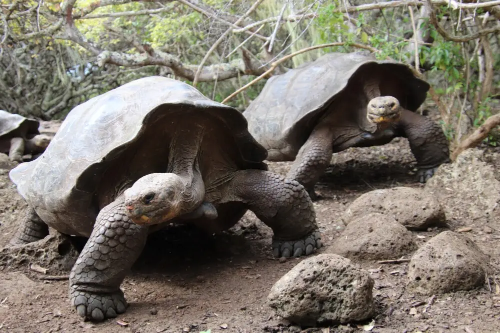 ガラパゴスゾウガメ二頭が森の小道をゆっくり歩く。