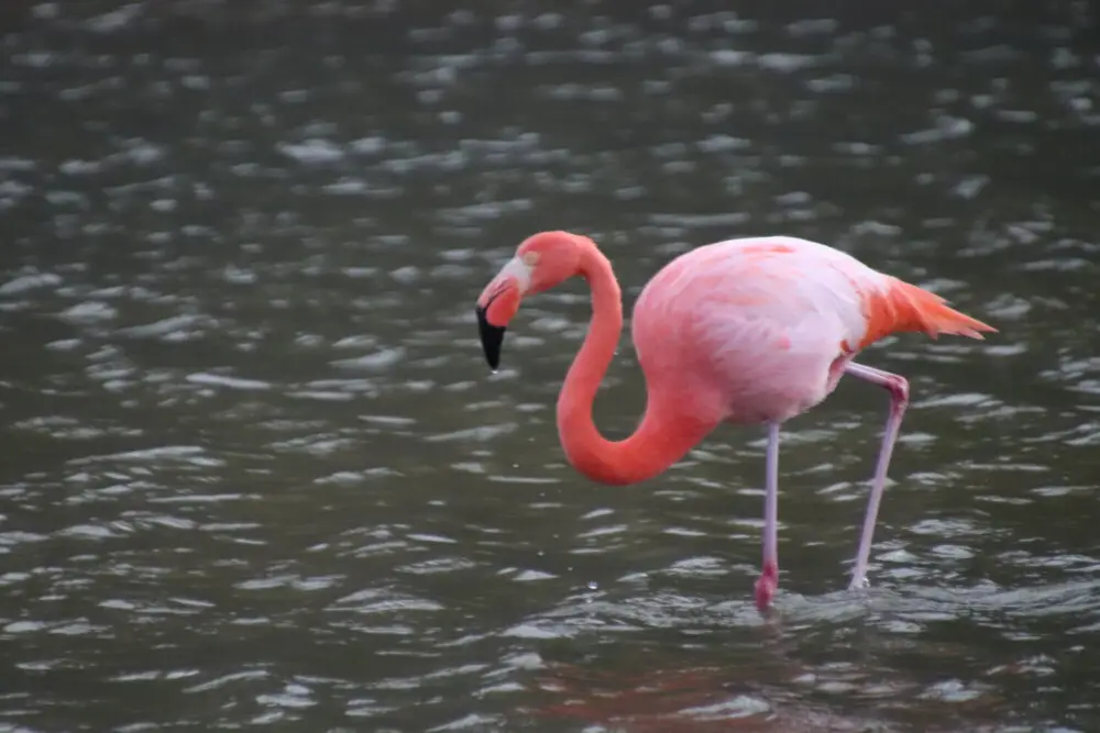 ガラパゴスの水辺で餌を探すピンクのフラミンゴ。