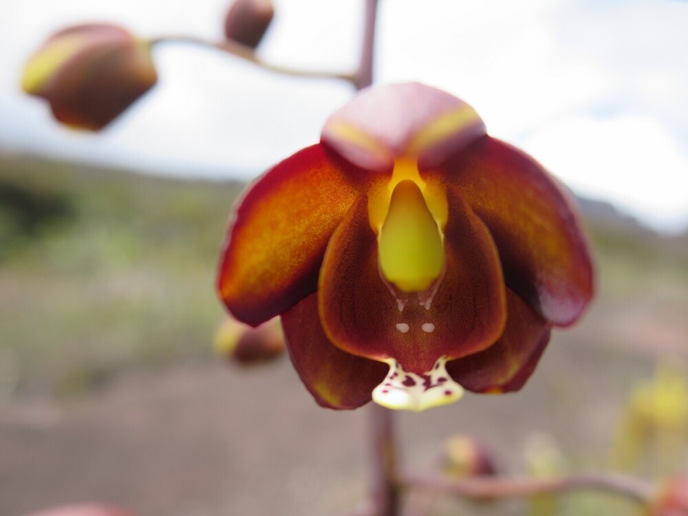 ギアナ高地は豊富な植物｜自然の魅力を堪能しよう｜旅人ガイド【ベネズエラ編】