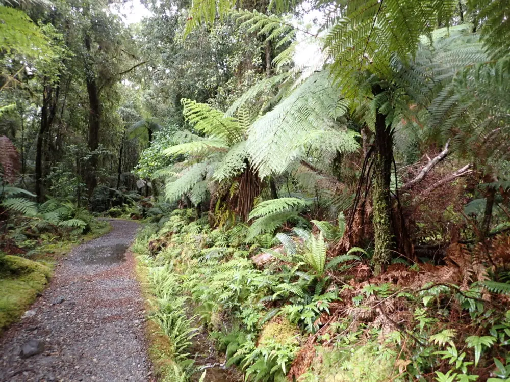 シダ植物が生い茂るミルフォードトラックの緑豊かなハイキング道