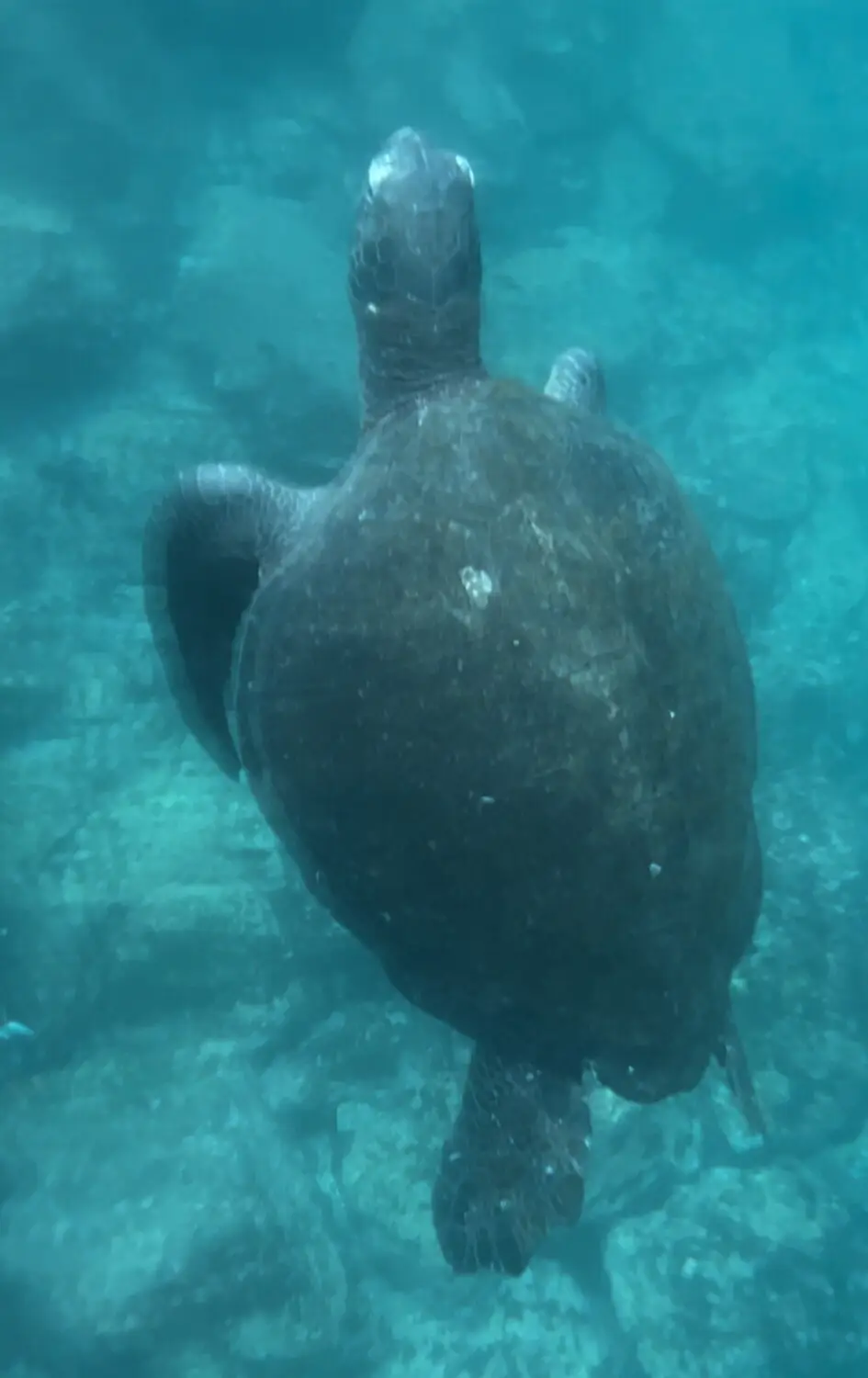 ガラパゴスウミガメが青く澄んだ海中を悠々と泳ぐ。